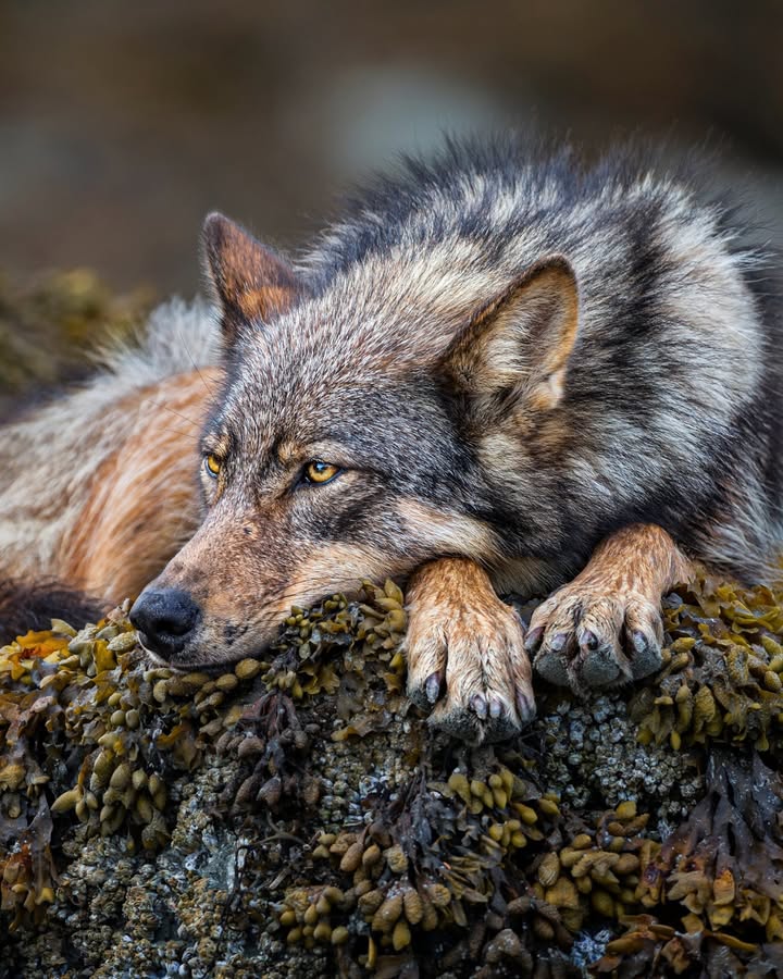 PaulNicklen 14