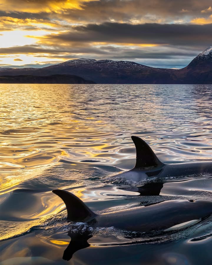 PaulNicklen 16