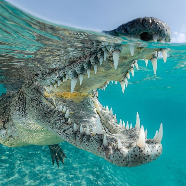 PaulNicklen 2
