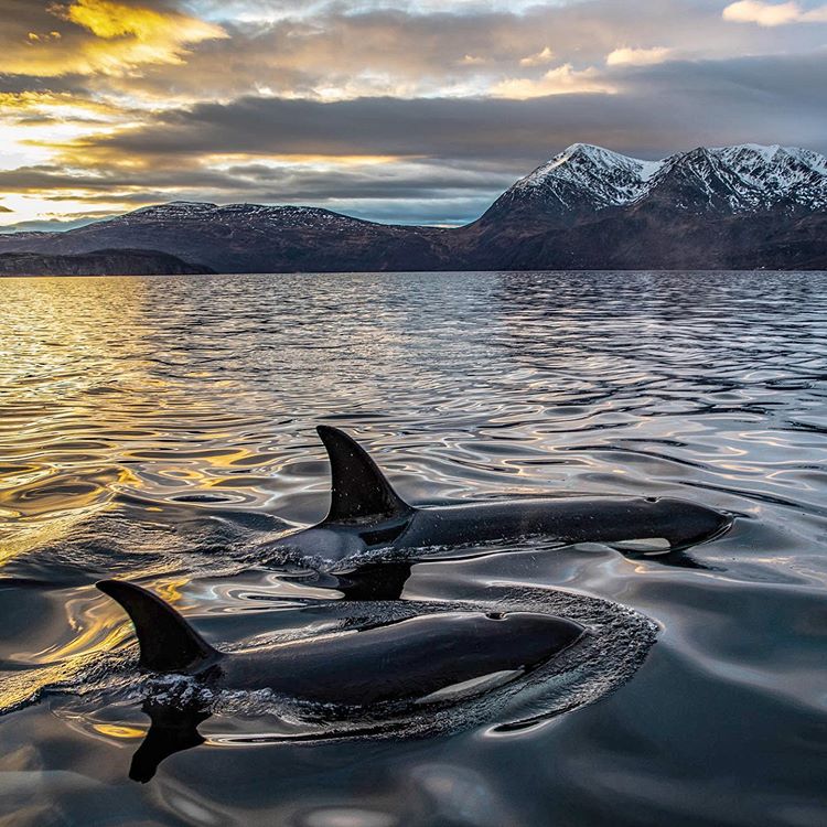 PaulNicklen 4