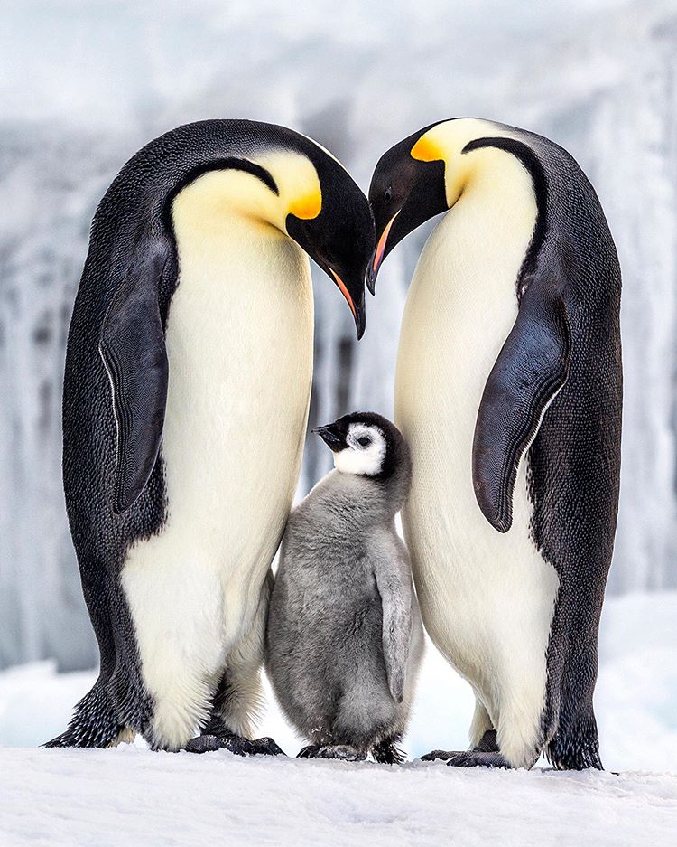 PaulNicklen 5