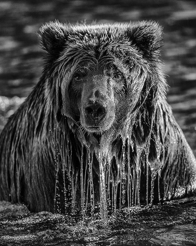 PaulNicklen 7