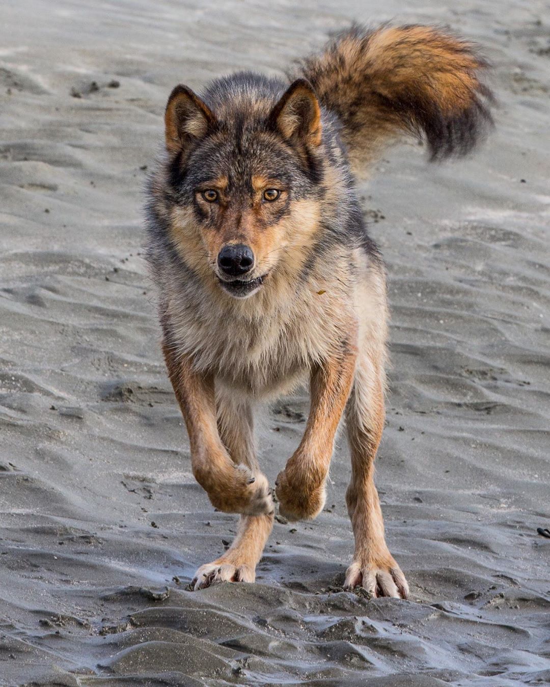 PaulNicklen 8