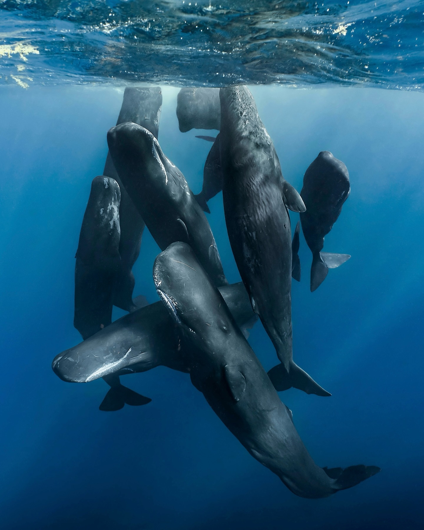 PaulNicklen